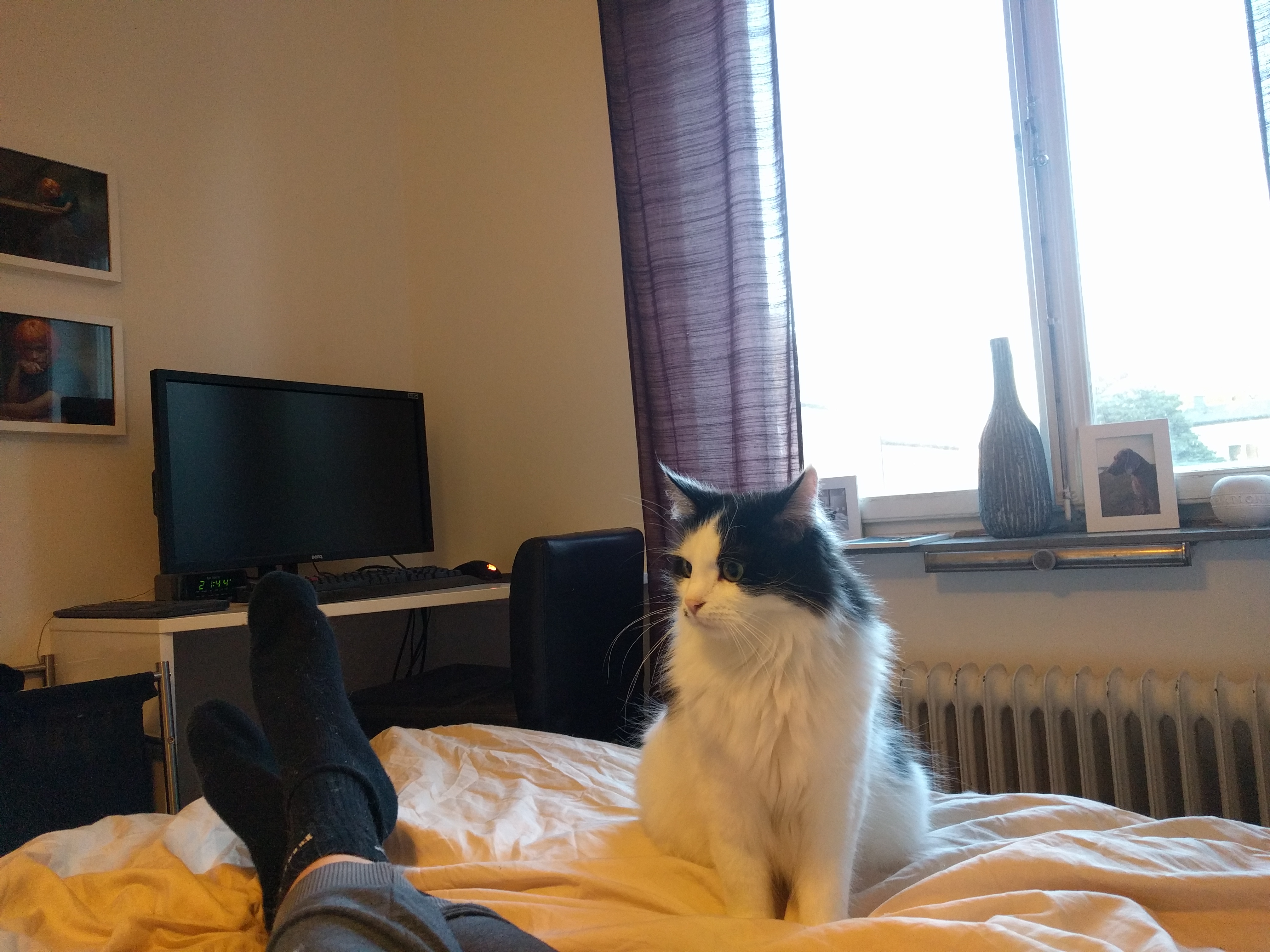 sibirisk katt Pictor